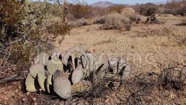 亚利桑那州沙漠中的卡蒂。 金刺梨，紫花<strong>果</strong>。 <strong>雪莲</strong>